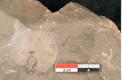 Foto (Detailansicht) von Cyclocarpus sp.  (NHMW-GEO-2024-0188-11157)